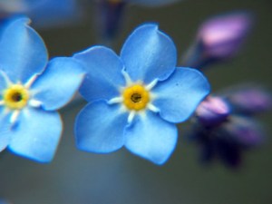 Forget-me-not-1