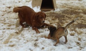 Squidney and Max playing in the snow at Pick of the Litter