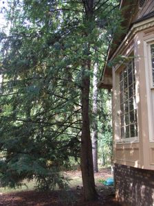 My favorite evergreen tree. Perfection in my eyes.