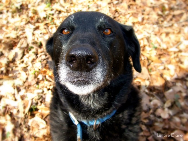 Project 366 Day 72 B