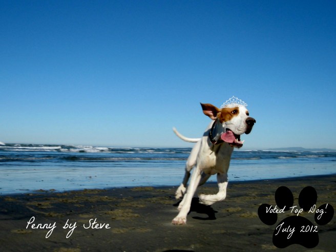 Top Dog Penny by Steve